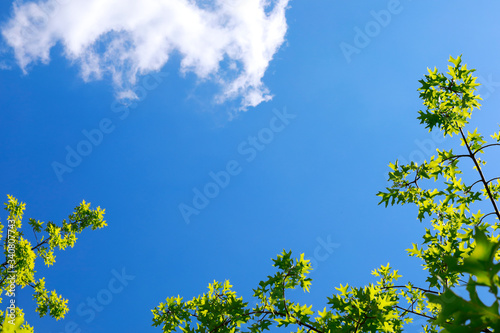 파란 하늘과 나무