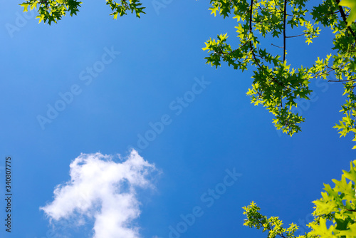 파란 하늘과 나무