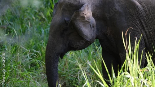 close up of a young elephant in minneriya national park photo