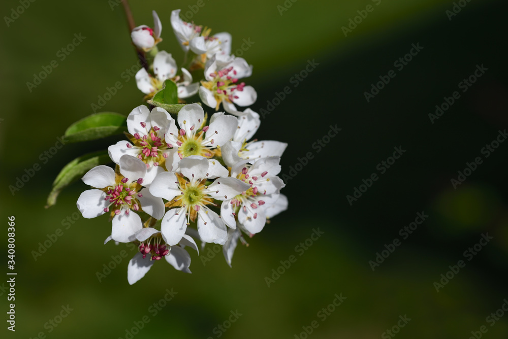 Close up of blooming white delicate pear blossoms against a green background on a branch in spring Close up of blooming white delicate pear blossoms against a green background on a branch in spring
