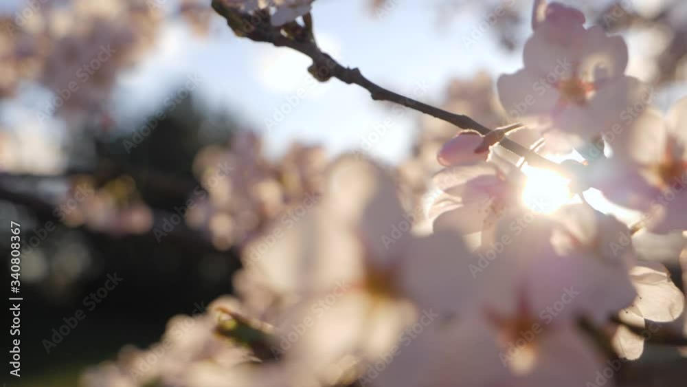 Slowmotion sakura branch moving uncovering sunbeams. Slowmotion sakura branch moving uncovering sunbeams.