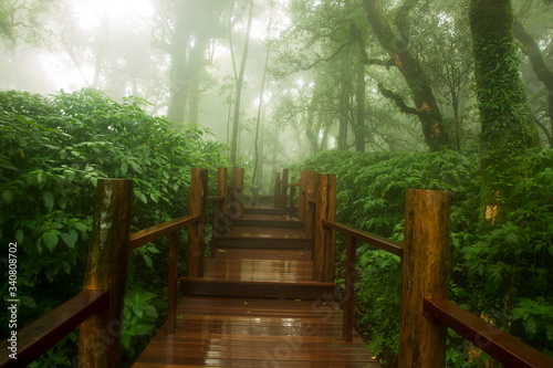 Ecological systems of wetland, swamp and primeval forests with fern moss and orchids