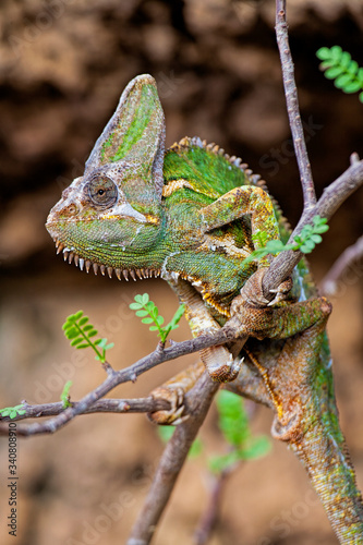 Vieled Chameleon Chamaeleo calyptratus  is a species of chameleon