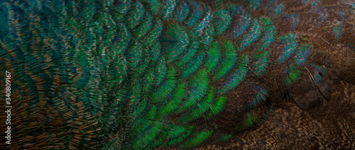 Fototapeta Naklejka Na Ścianę i Meble -  Close-up of the  peacock feathers .Macro feather, Bird, Animal. Macro photograph.