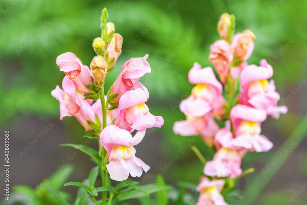 Snapdragons. Snapdragon pink flowers in the garden. Spring and summer background Snapdragons. Snapdragon pink flowers in the garden. Spring and summer background
