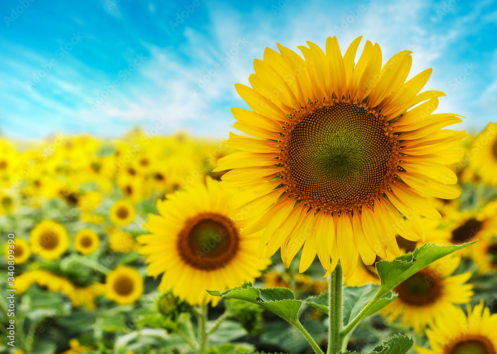 Sunflower with blue sky background


