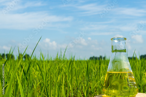 Image of a glass flask with a chemical solution on the background of young rice shoots. Glass bulb. Agrochemical solution. Chemical agent. Fertilizer. Plant protection.