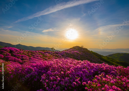 철쭉꽃이 핀 아름다운 풍경 © 재봉 황