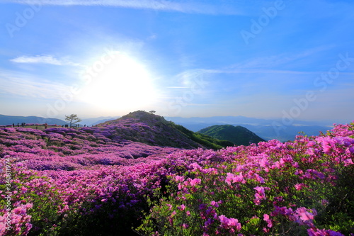 철쭉꽃이 핀 아름다운 풍경