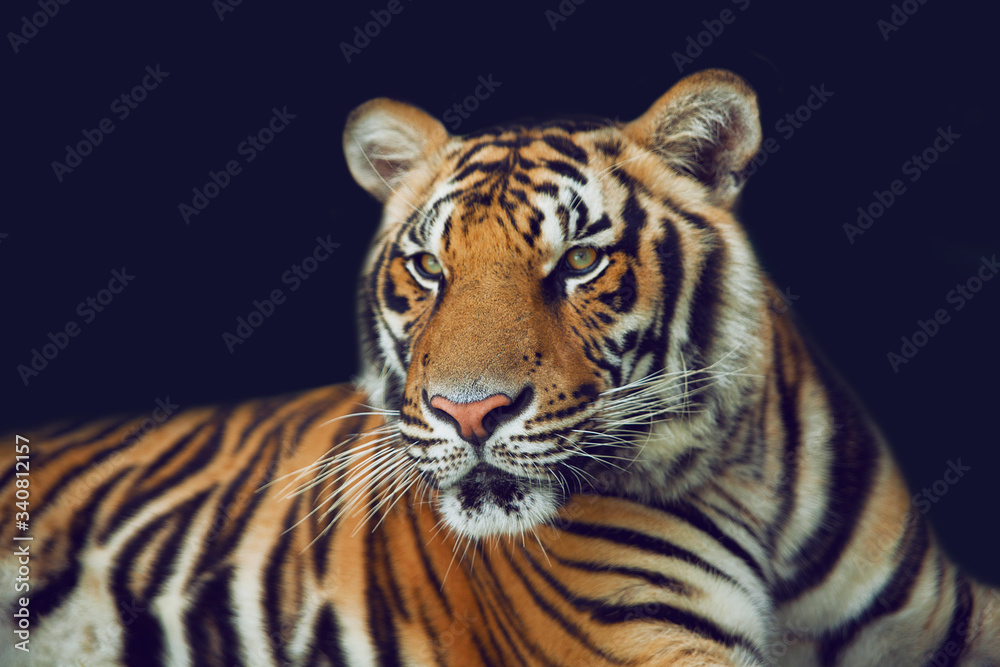 Fototapeta premium tiger in the zoo
