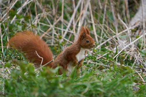 Eurasian red squirrel (Sciurus vulgaris) in its habitat