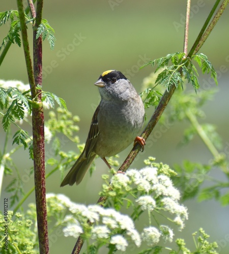 A golden-crowned sparrow (Zonotrichia atricapilla) perched on a hemlock plant near Struve Slough in Watsonville, California. photo