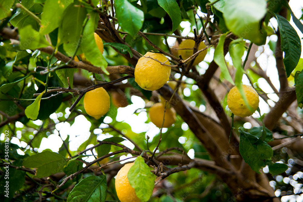 lemons on tree