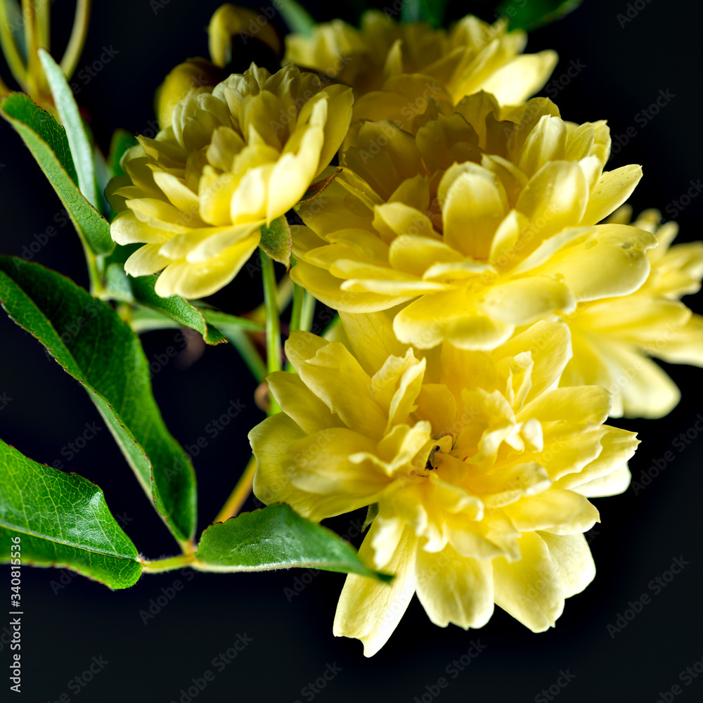 Banksia rose (Rosa banksiae) starting blooming in the garden in Japan Banksia rose (Rosa banksiae) starting blooming in the garden in Japan