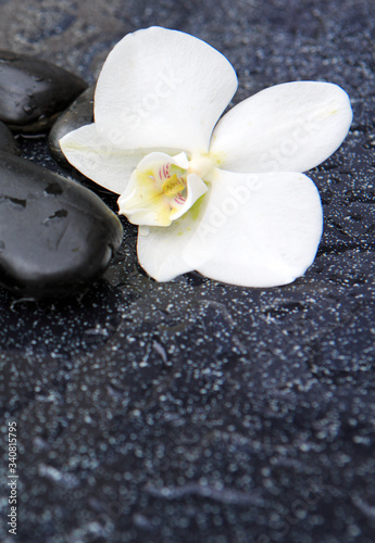Fototapeta Naklejka Na Ścianę i Meble -  Single white orchid and black stones close up.