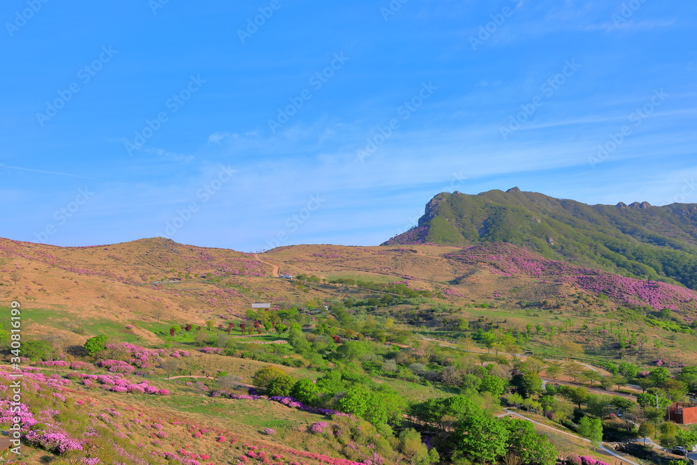철쭉꽃이 핀 산의 아름다운 풍경