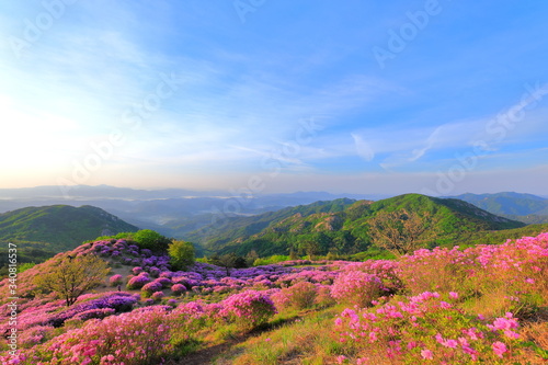 철쭉꽃이 핀 산의 아름다운 풍경 © 재봉 황