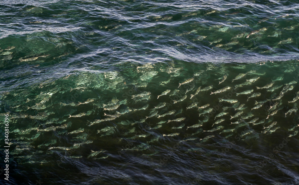 Salmons in the ocean