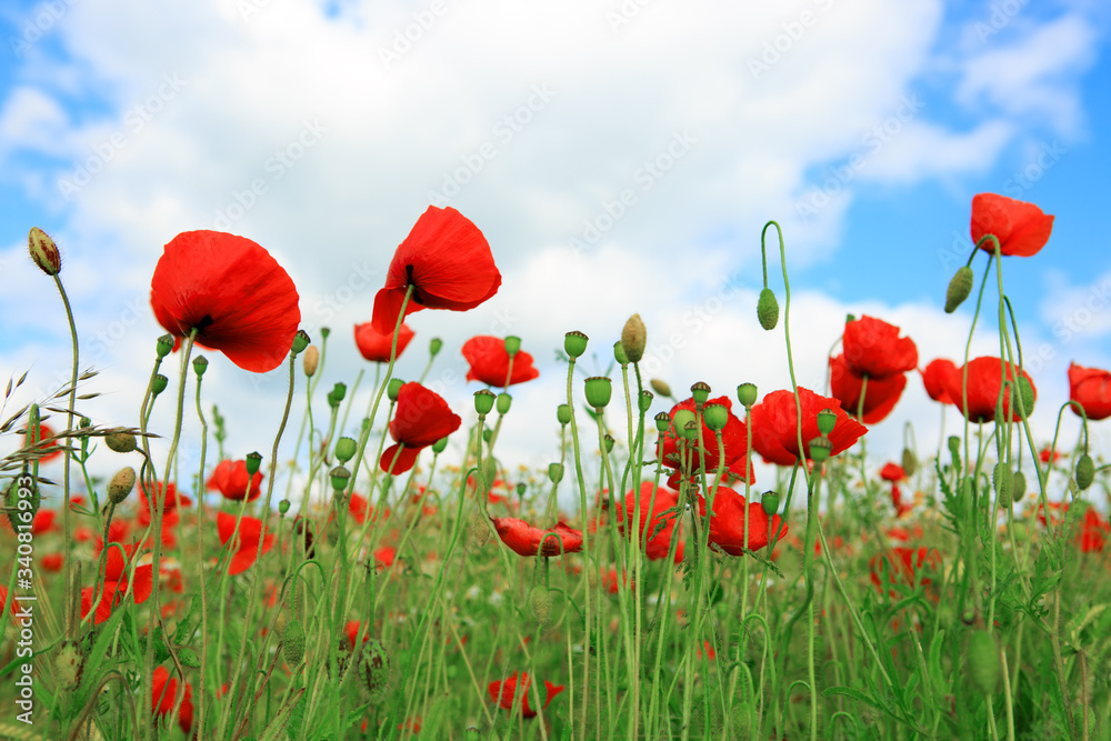Fototapeta premium Poppies field in rays sun.