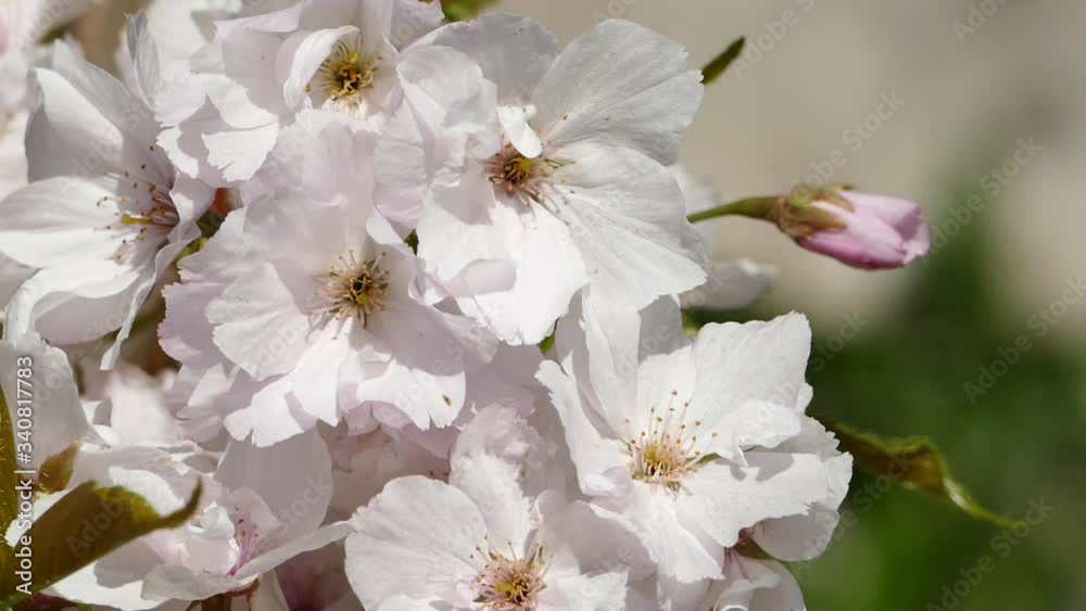 Prunus 'Amanogawa is a upright ornamental cherry tree. In April, the