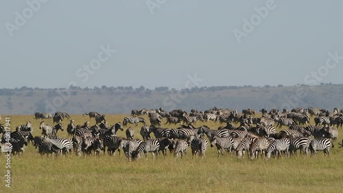 Huge herd of zebras in the grasslands of the Maasai Mara Reserve in Kenya during the great migration. photo