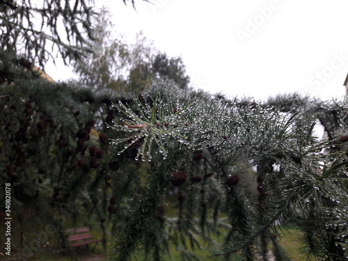 rosa, poranna, iglak, świerk, drzewo, zieleń, przyroda, sosna, choinka, gałąź, kropla, krople rosy, flora, park, iglasty, krajobraz, drewno, pora roku