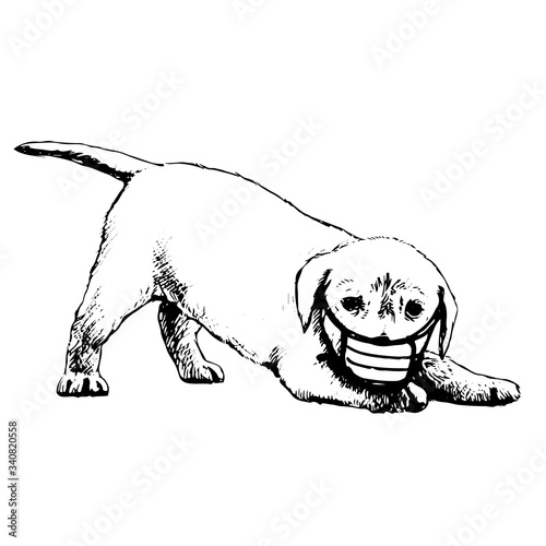 illustration of Labrador Retriever dog with mask