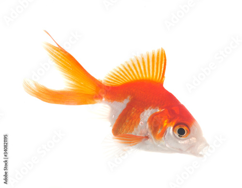 red goldfish in aquarium