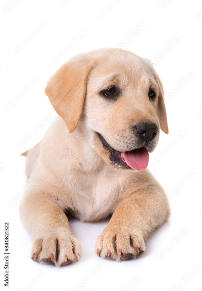 puppy labrador retriever puppy labrador retriever