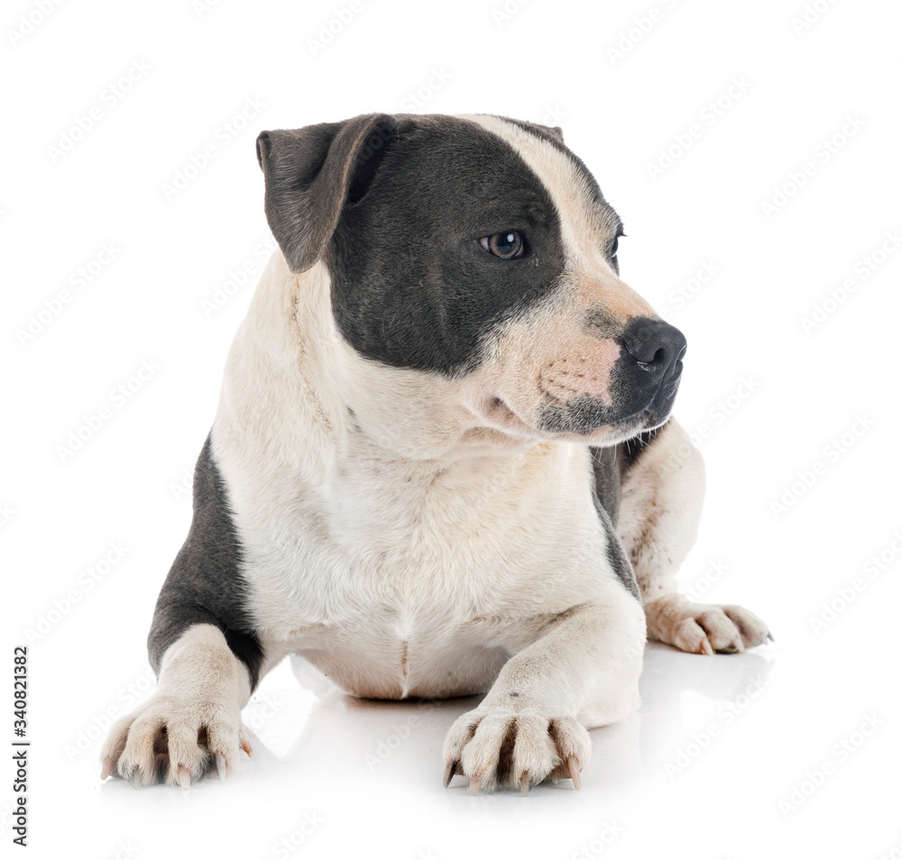 staffordshire bull terrier