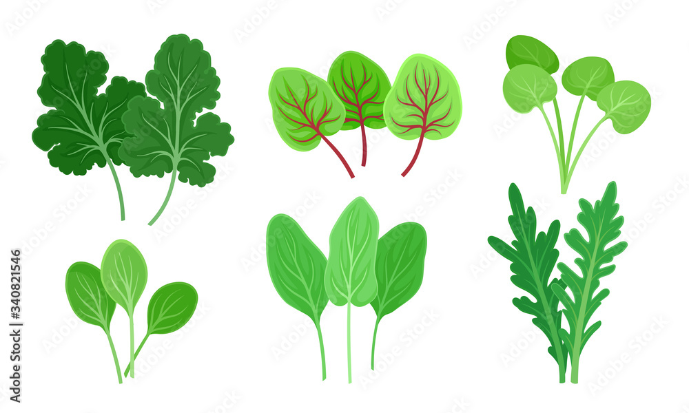 Green Leafy Vegetables with Sorrel and Arugula Leaves Vector Set