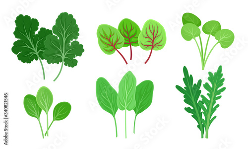 Green Leafy Vegetables with Sorrel and Arugula Leaves Vector Set