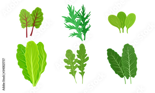 Green Leafy Vegetables with Lettuce and Arugula Leaves Vector Set