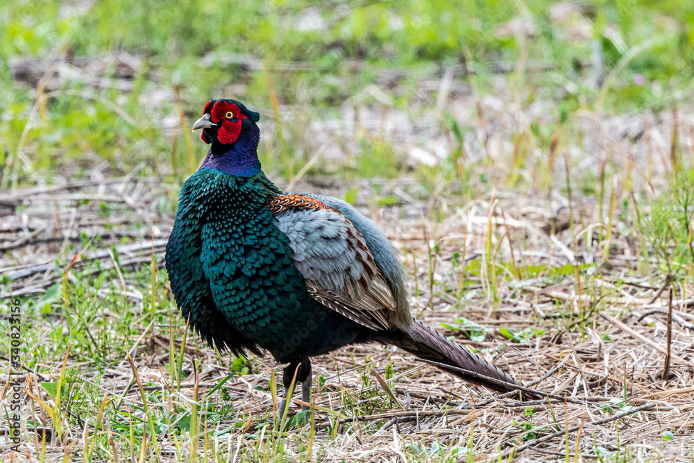 Fototapeta premium 繁殖期