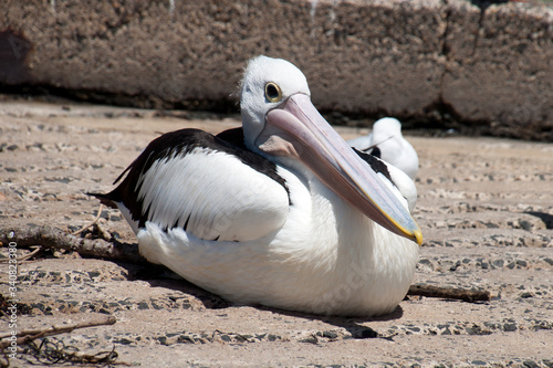 Mossy Point Australia, pelican sitting in middle o concrete boat ramp