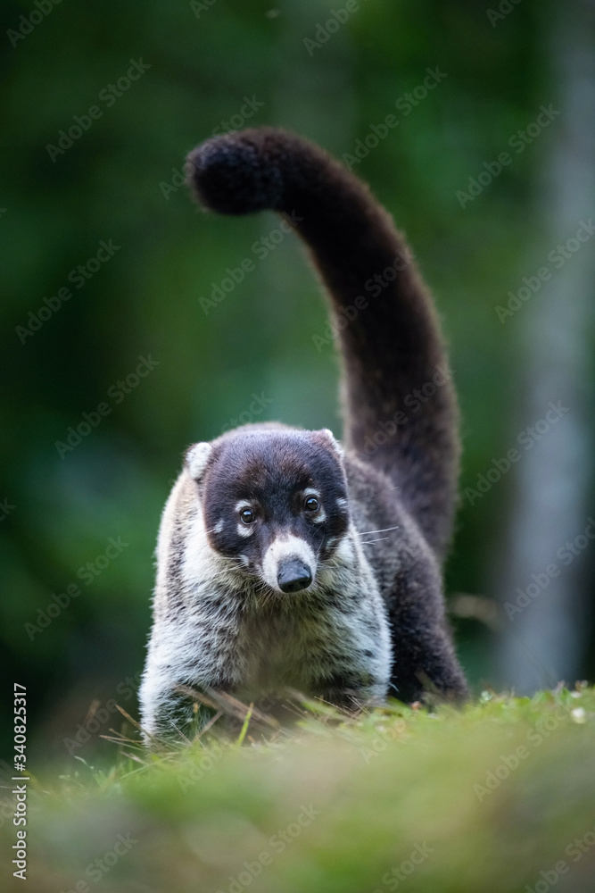 Fototapeta premium The&nbsp;white-nosed coati,&nbsp;Nasua narica The mammal is standing in the rain forest America Costa Rica Wildlife scene from America nature. ..