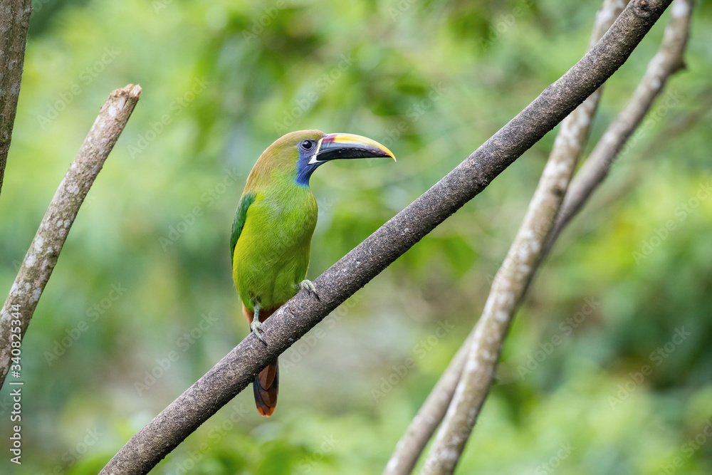 Fototapeta premium Aulacorhynchus prasinus, Emerald toucanet The bird is perched on the branch in nice wildlife natural environment of Costa Rica