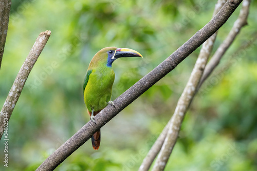 Aulacorhynchus prasinus, Emerald toucanet The bird is perched on the branch in nice wildlife natural environment of Costa Rica