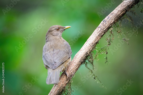 The Clay-colored thrush, Turdus grayi The bird is perched on the branch at the beautiful flower in the rain forest America Costa Rica Wildlife nature scene. green background..