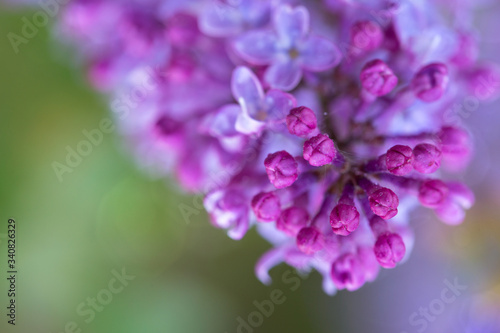 Close-up oof blossoming lilac . © Swetlana Wall