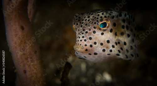 fish in aquarium photo