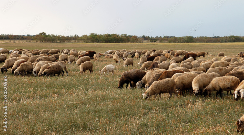 Flock of sheep grazes in nature. Countryside, agriculture. Natural rustic background. Pet walk. Selective focus. Beautiful animals grazing on pasture in countryside Flock of sheep grazes in nature. Countryside, agriculture. Natural rustic background. Pet walk. Selective focus. Beautiful animals grazing on pasture in countryside