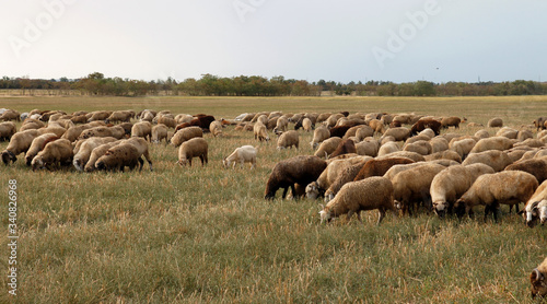 Flock of sheep grazes in nature. Countryside, agriculture. Natural rustic background. Pet walk. Selective focus. Beautiful animals grazing on pasture in countryside