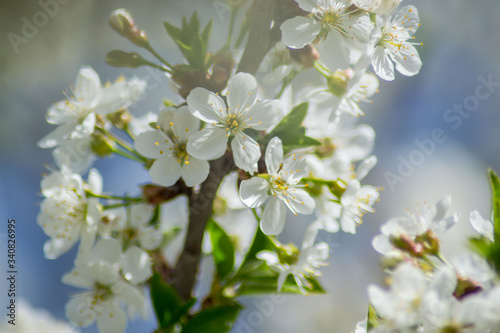 Sour cherry tree blossom  white tender flowers in spring on blue sky  selective focus  seasonal nature flora