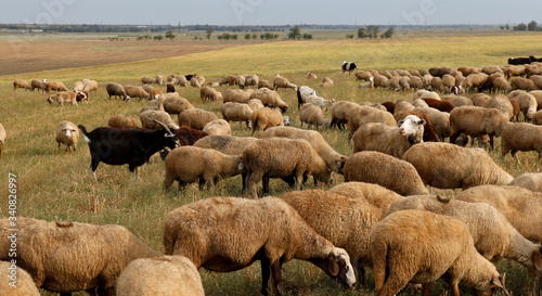 Flock of sheep grazes in nature. Countryside, agriculture. Natural rustic background. Pet walk. Selective focus. Beautiful animals grazing on pasture in countryside photo