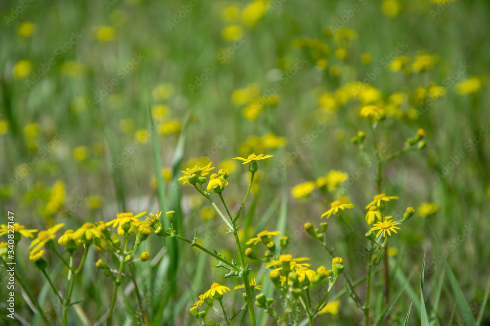 Field of beautiful Dahlberg daisy, meadow with wild flowers and green grass. Yellow blurred bokeh background, seasonal flora Field of beautiful Dahlberg daisy, meadow with wild flowers and green grass. Yellow blurred bokeh background, seasonal flora