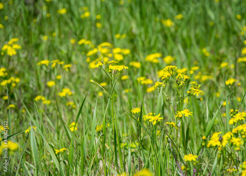 Field of beautiful Dahlberg daisy, meadow with wild flowers and green grass. Yellow blurred bokeh background, seasonal flora
