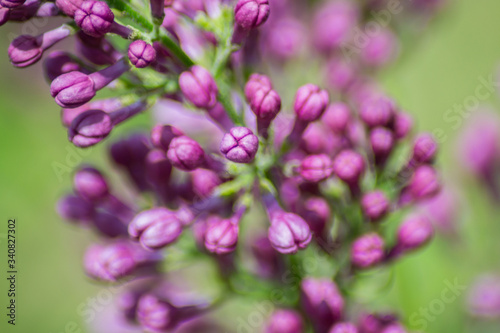 Close-up of purple lilac flower buds in bloom, blossoms in spring season, macro nature outdoors, seasonal, green background