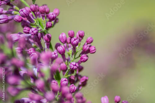 Close-up of purple lilac flower buds in bloom  blossoms in spring season  macro nature outdoors  seasonal  green background