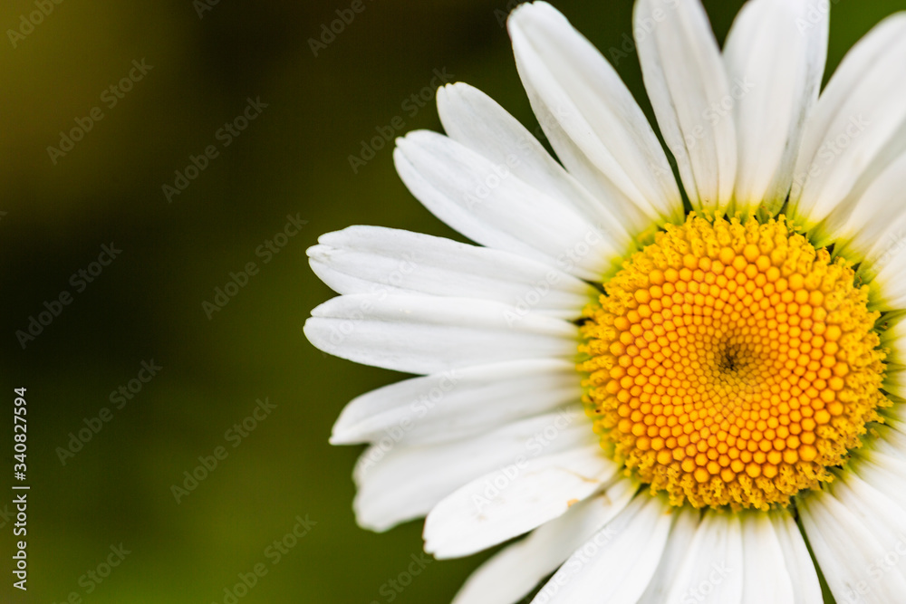 Blossoming daisy in spring garden, closeup. Blossoming daisy in spring garden, closeup.